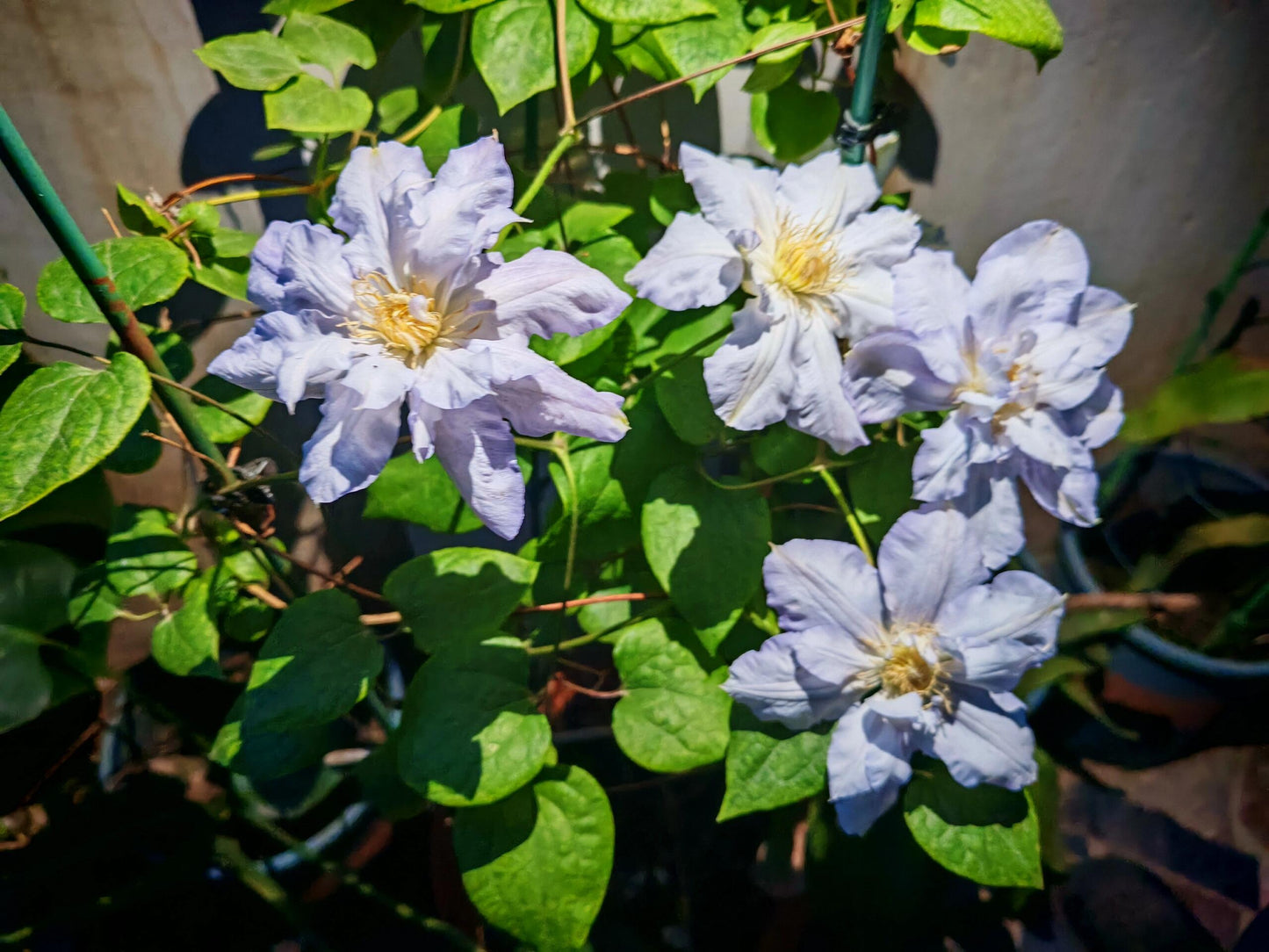 Clematis【Veronica's choice】- LivePlant|维罗妮卡的选择|Fairy Double Clematis|Gradient