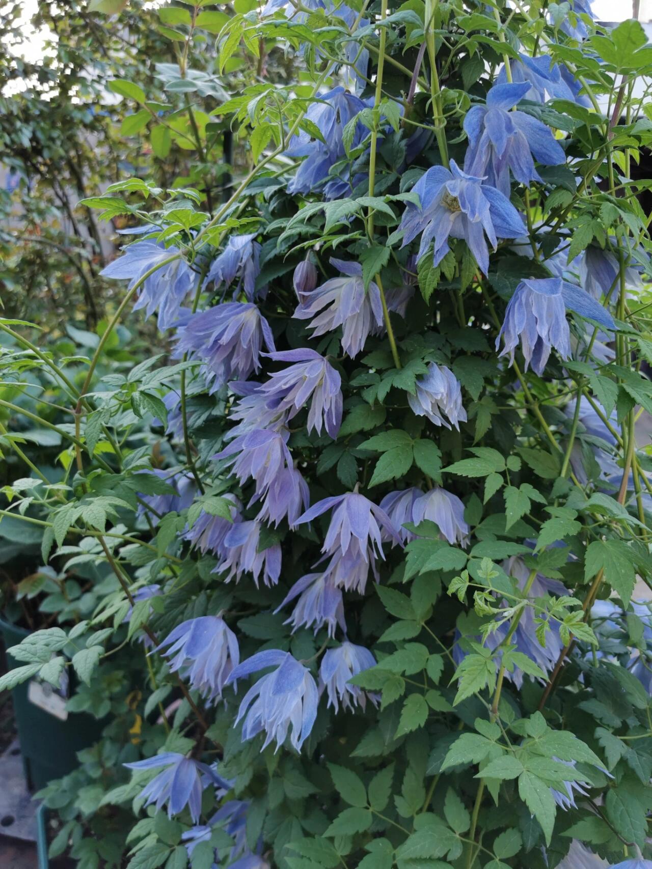 Rare Clematis【Maidwell Hall】- 12P LivePlant|梅德维尔|Fairy Dress|Cold-hardy|