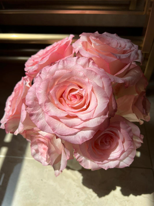 Rose【BouLevard】- 林荫大道|Large Bloom| 武媚娘| Floribunda Rose| Gradient| Florists Rose| Less Thorns| Beginner-Friendly