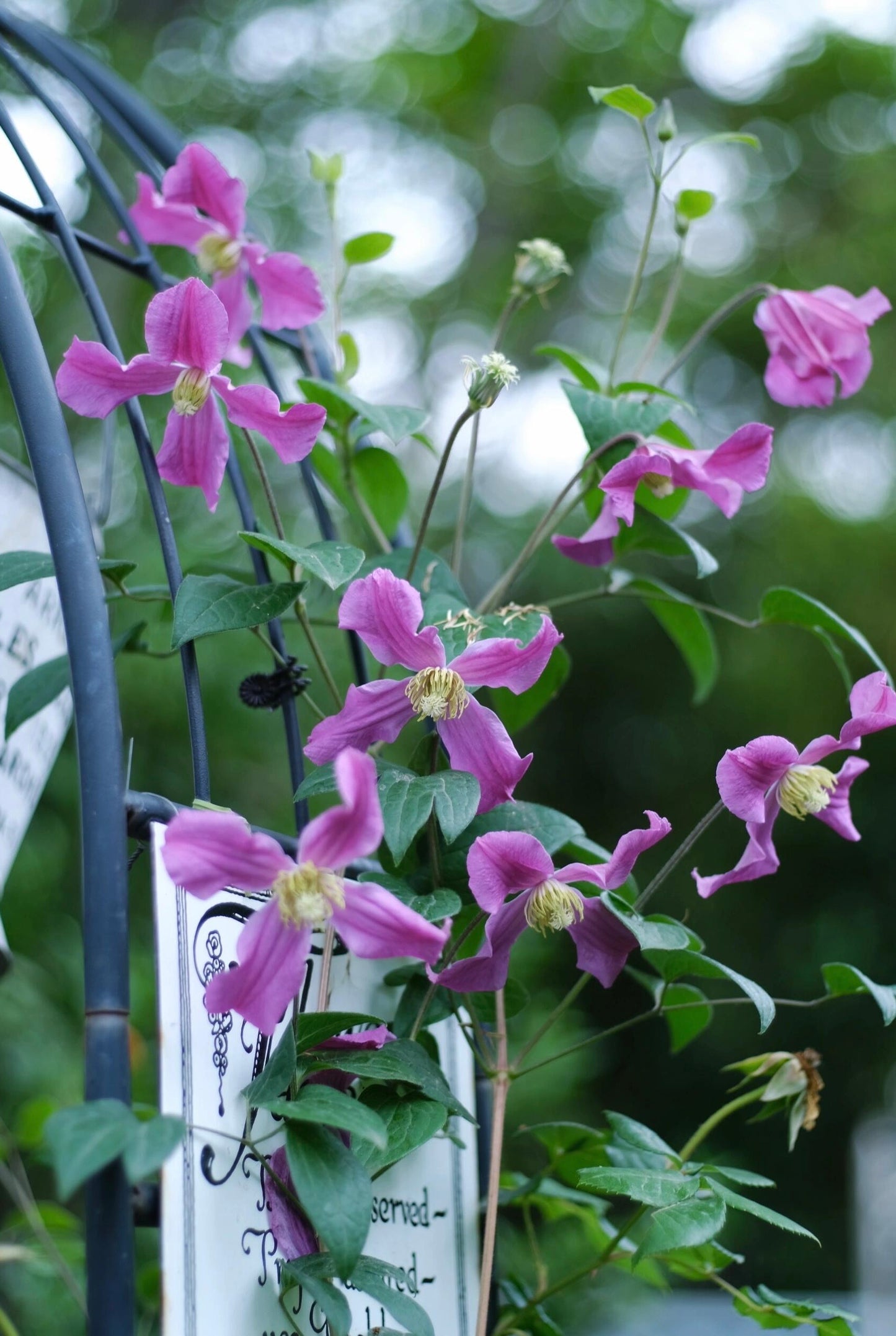 Clematis【Inspiration】-9P LivePlant|灵感|Dutch Cut Flower Clematis