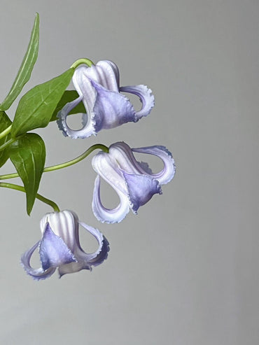 Blue Octopus Clematis【クリスパ・エンジェル| Crispa Angel】-LivePlant|克里斯帕天使|Bell-shaped|Clematis florida var. sieboldiana|タコクレマチス