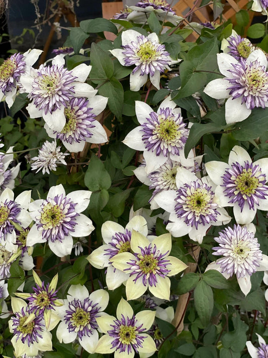 Rare Clematis 【New Viennetta 】- 9PLive Plant| - Double-flowered | 千层雪| 新幻紫| Florida Group| Large Flower