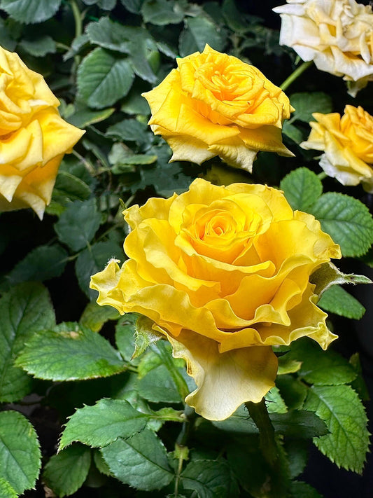 Rose【Shell|貝殻】-1.5 Gal OwnRoot LivePlant|Popular Japanese Floribunda Rose 贝壳|Large Bloom|Long vase life| Heat Resistant| Easy to Grow| Lace