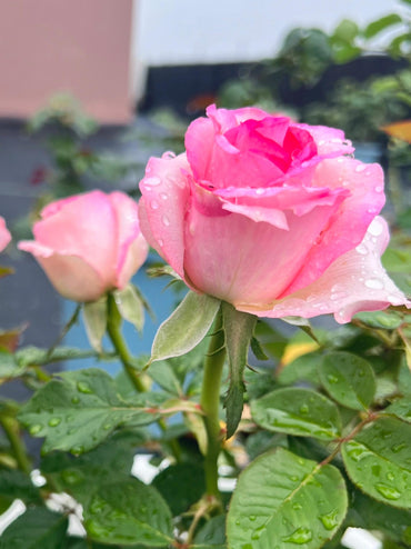 Rose【Bella Vita】-OwnRoot LivePlant|贝拉维塔| Rich Scent| Large Rosette-Shaped| Extended vase life|Strong Adaptability| Popular| Easy2Grow