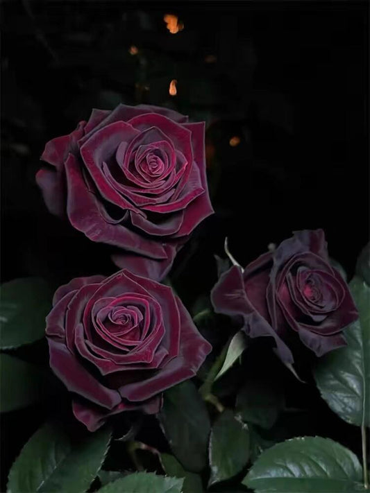Rose【Louis XIV|ルイ14世】-OwnRoot LivePlant|路易十四| Classic Vintage Black Velvet Rose|Strong Fragrance| Cut Flower| Retro Fuchsia| Balcony