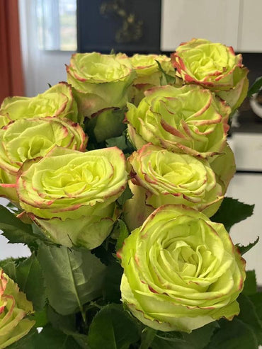Rose【Green Apple|グリーンアップル| 青苹果】- OwnRoot LivePlant|New Variety Florists Rose| Large Flower| Extended vase life| Vivid Colors| Gradient