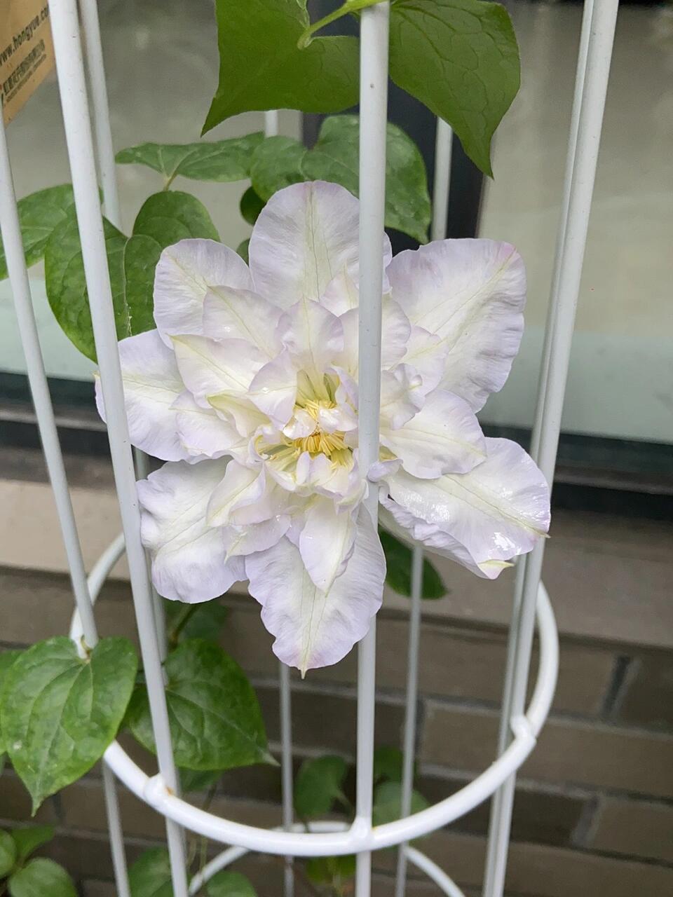 Clematis【Veronica's choice】- LivePlant|维罗妮卡的选择|Fairy Double Clematis|Gradient