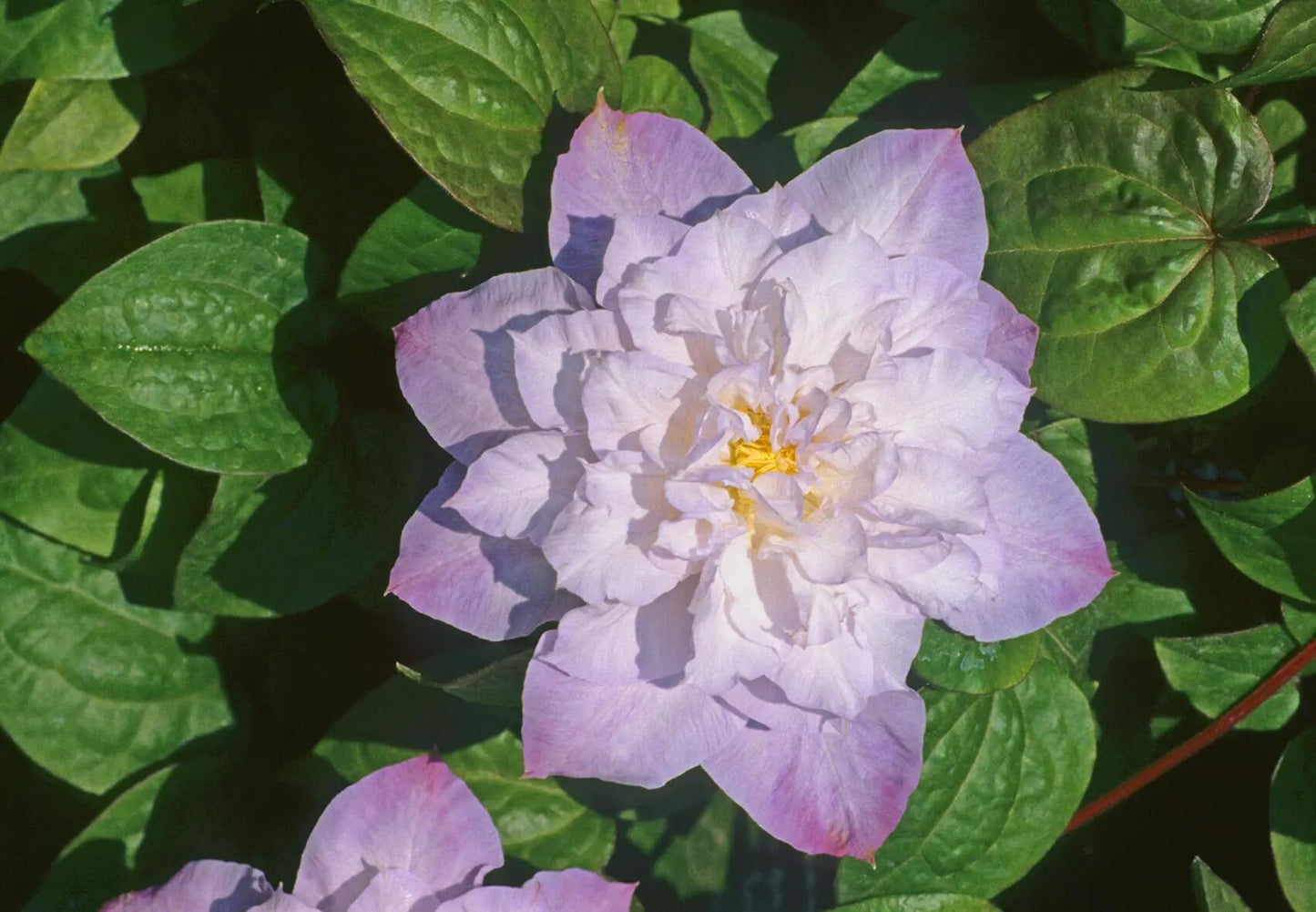 Clematis【Veronica's choice】- LivePlant|维罗妮卡的选择|Fairy Double Clematis|Gradient