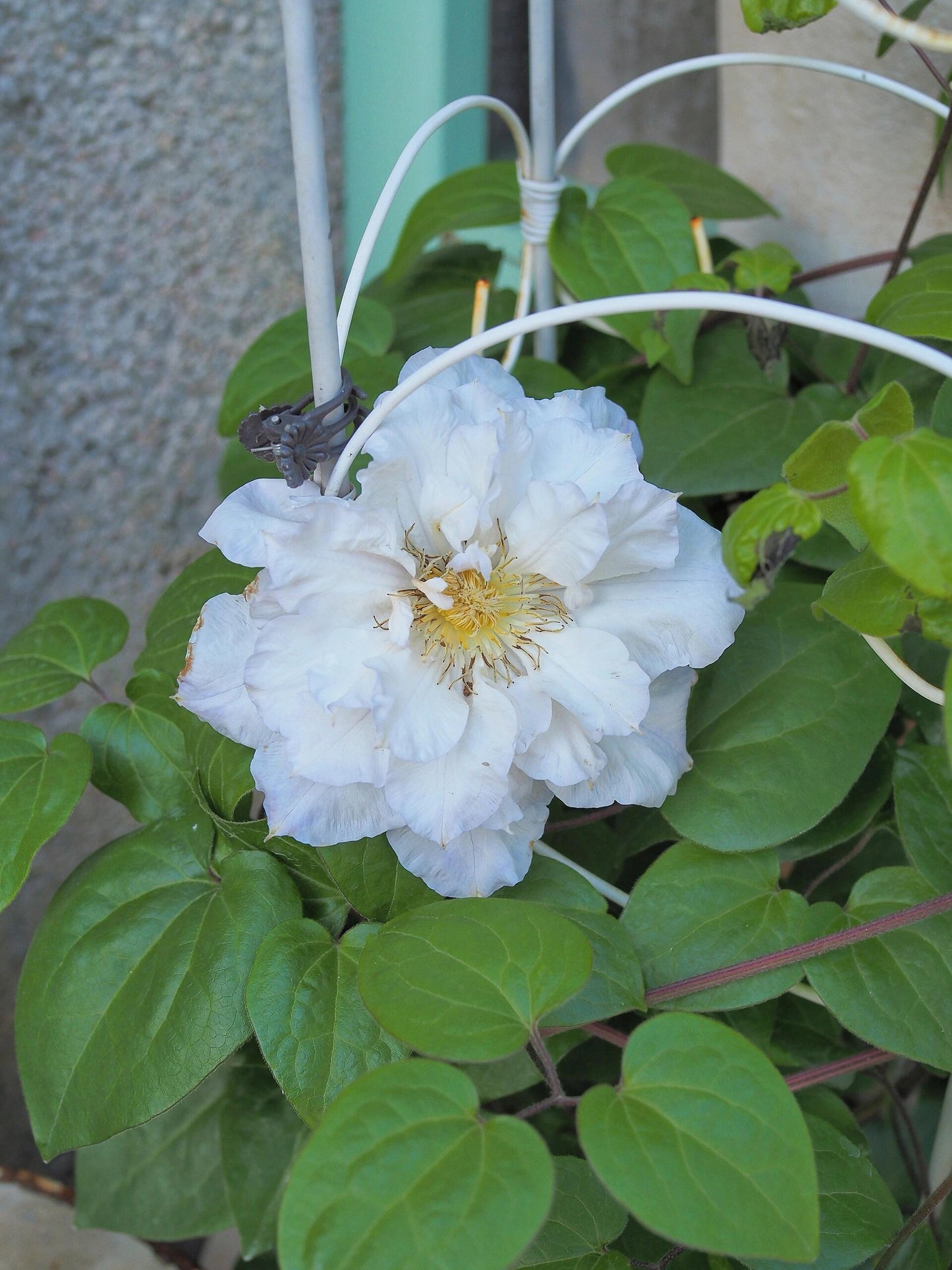 Clematis【Veronica's choice】- LivePlant|维罗妮卡的选择|Fairy Double Clematis|Gradient