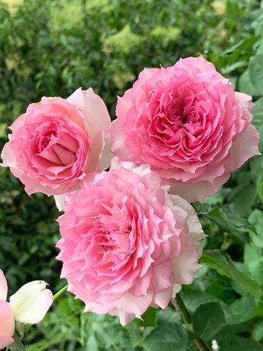 Rose【Doniazade】- 1.5Gal OwnRoot LivePlant| Takunori Kimura-New Varieties 托妮莎德|Pk Scheherazade| Peony Rosa| Redolent| 粉天方夜谭| Less Thorns