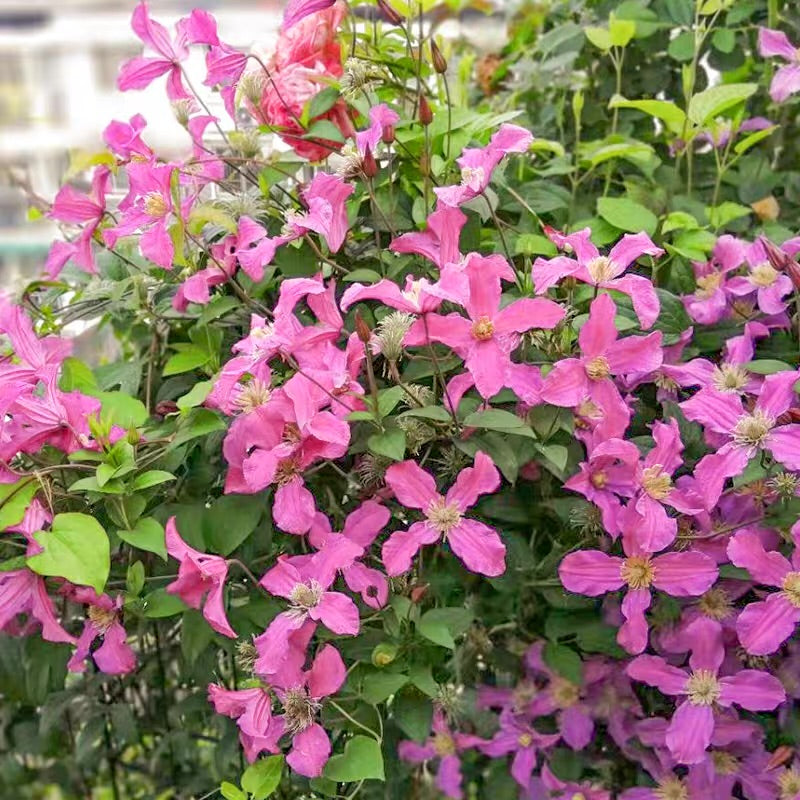 Clematis【Inspiration】-9P LivePlant|灵感|Dutch Cut Flower Clematis