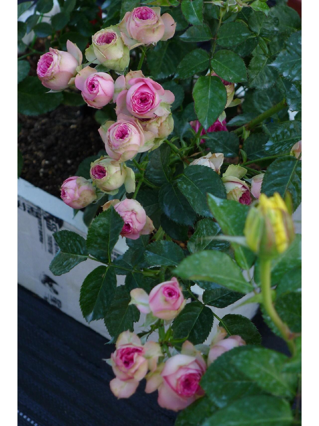 Prolific Rose【Super Sensation】- 2 Gal OwnRoot LivePlant|粉多头/ 超感|Cute Pink Blossom Thicket