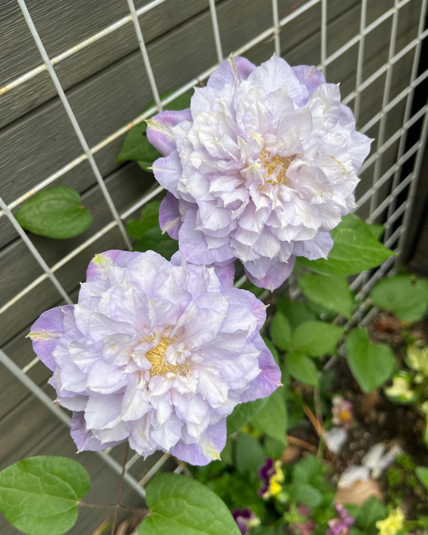 Clematis【Veronica's choice】- LivePlant|维罗妮卡的选择|Fairy Double Clematis|Gradient