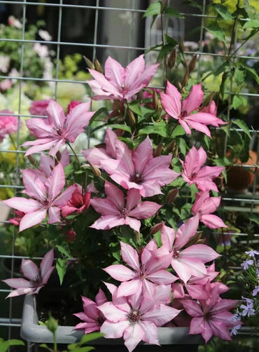 Clematis【Giselle】- LivePlant|吉赛尔|Large Flower|Vintage Pink| Cold Hardy| Exquisite| Flower Waterfall| Beginner-Friendly| Compact Patio| Vine