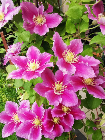Clematis【Piilu|小鸭】- LivePlant| Abundant Blooming| Estonia Vine| Attracts Pollinators| Disease Resistance| Beginner-Friendly| Compact Growth
