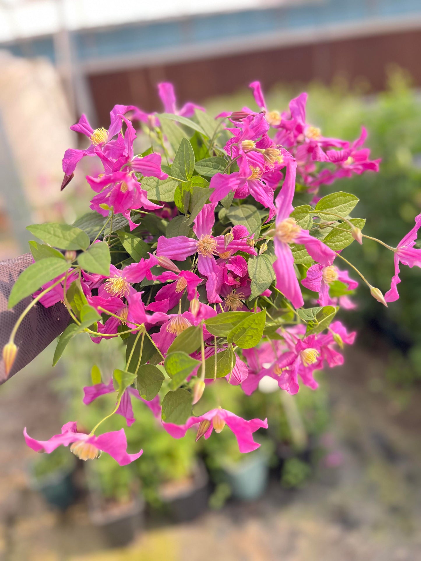 Clematis【Inspiration】-9P LivePlant|灵感|Dutch Cut Flower Clematis