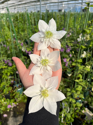 Rare Clematis【Pluvia Imprint】- 9p Liveplant|雨的印记|New Variety 2024|US Exclusive|Long blooming period| Early Large Bloom| Easy to Grow Vine