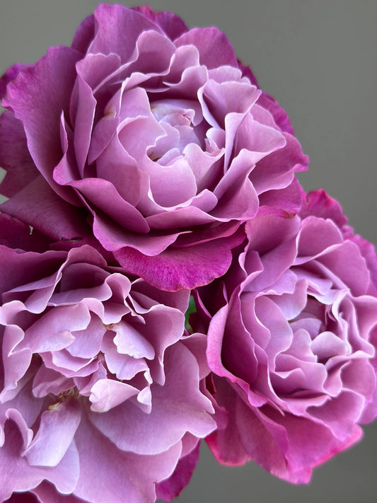 Rosa【Muriel Robin】-1 Gal LivePlant|光明知更鸟|Rica fragancia|Bordes con volantes cautelosos|Larga vida útil en el florero