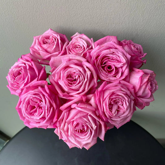 Rose【Peach Blaze Sky| Tao Zhuo Lan Tian】-1 Gal + OwnRoot LivePlant|Award-winning桃灼蓝天| Intense Fragrance| Floribunda | Less Thorns