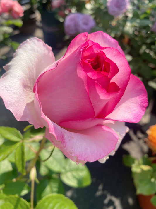 Rose【Bella Vita】-OwnRoot LivePlant|贝拉维塔| Rich Scent| Large Rosette-Shaped| Extended vase life|Strong Adaptability| Popular| Easy2Grow