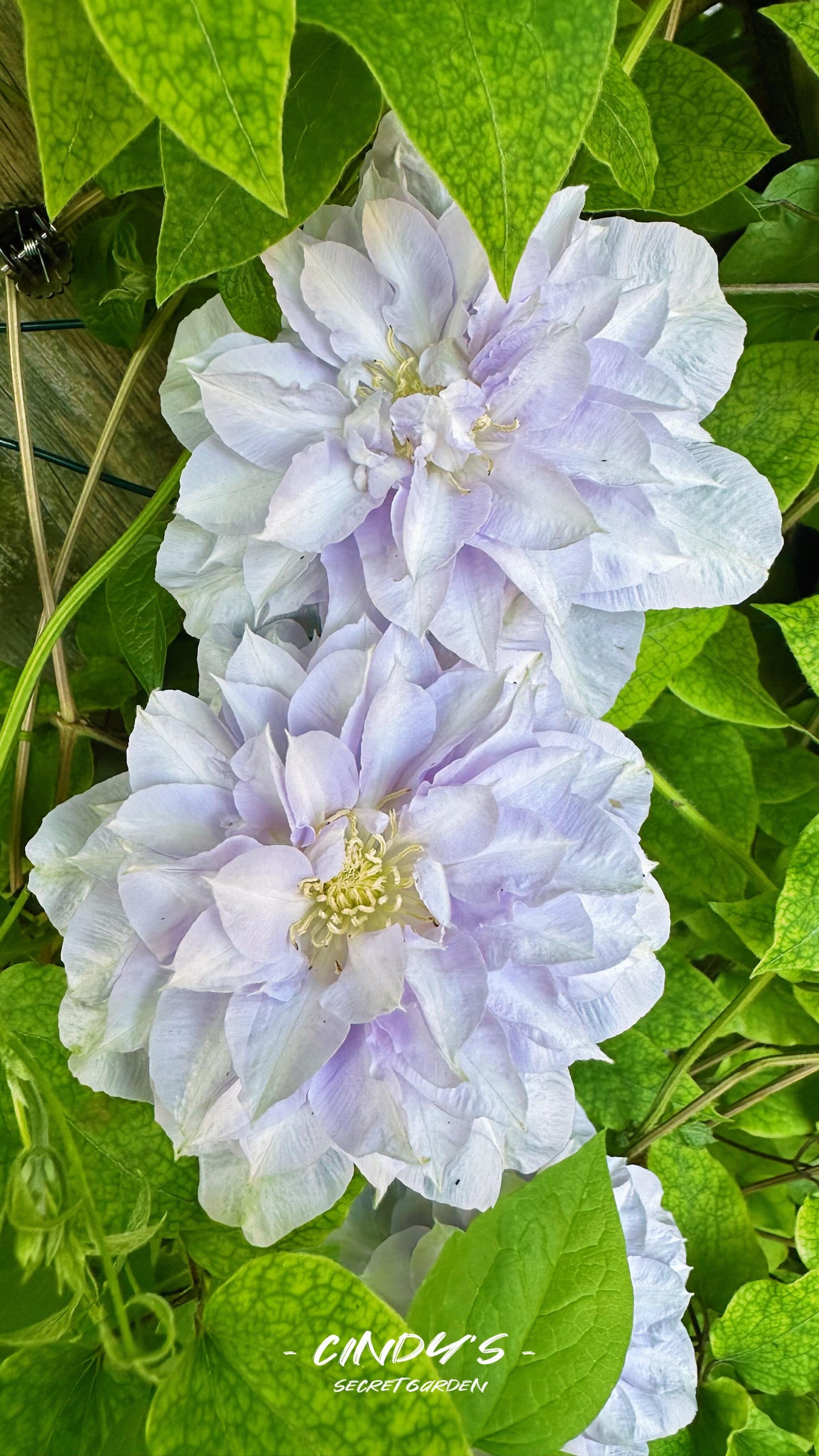 Clematis【Veronica's choice】- LivePlant|维罗妮卡的选择|Fairy Double Clematis|Gradient
