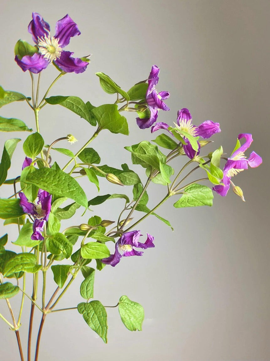 Clematis【Inspiration】-9P LivePlant|灵感|Dutch Cut Flower Clematis