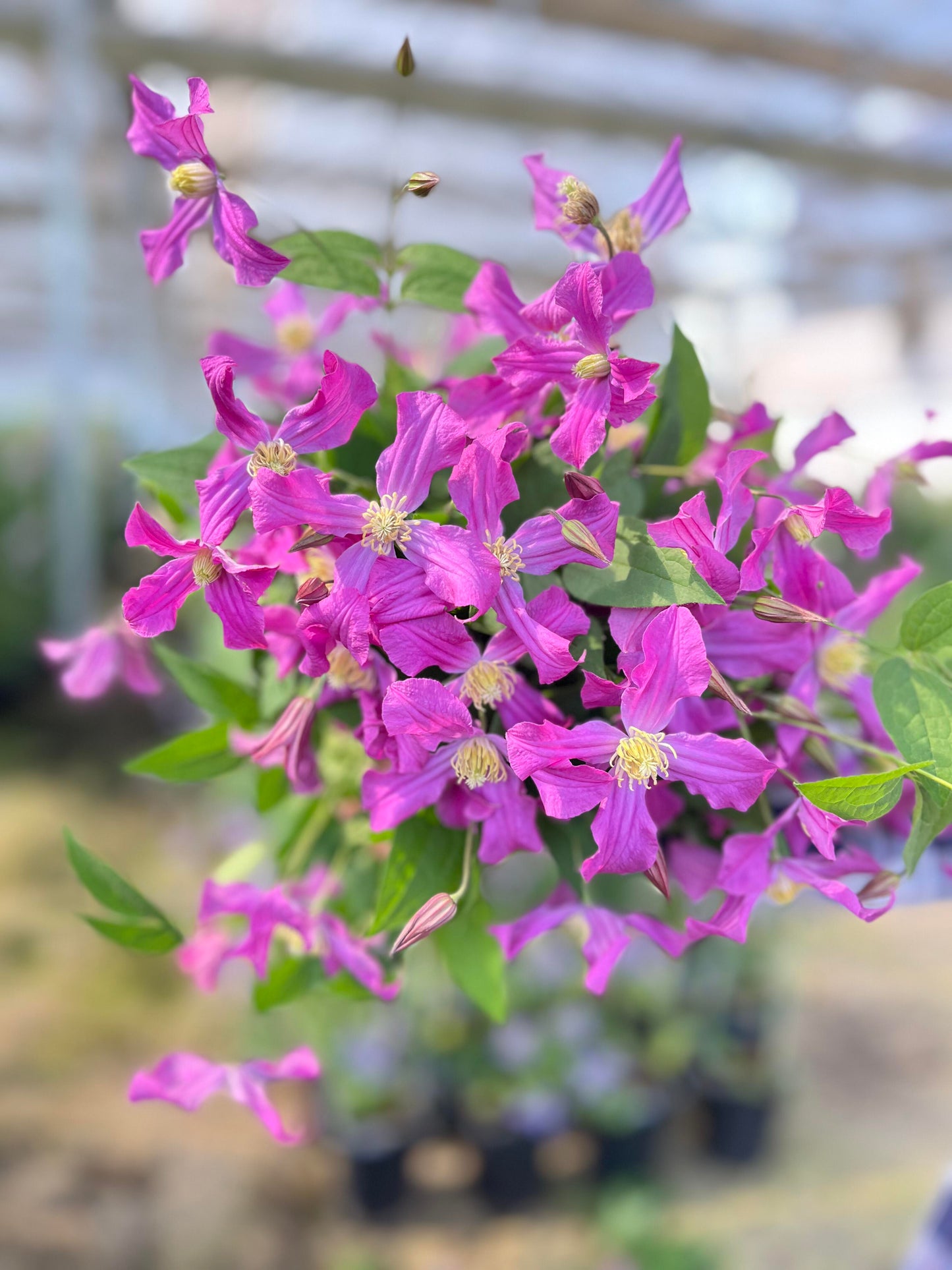 Clematis【Inspiration】-9P LivePlant|灵感|Dutch Cut Flower Clematis