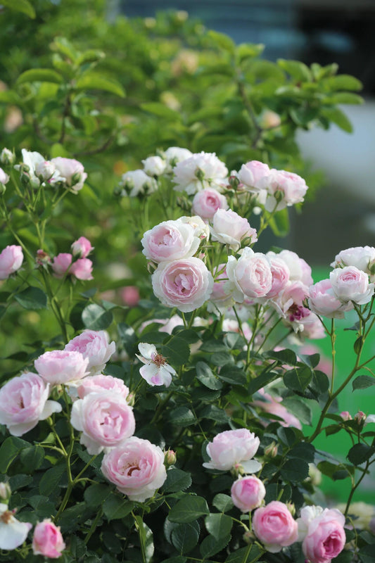 Rose【Vesalius】-1.5 Gal OwnRoot LivePlant|Prolific Bloomer|Abundant Blooms|Strong Fragrance|萨维里|Bun-shaped Petals|Tall Growth|Upright Habit