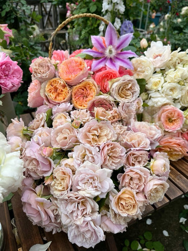 Rare Rose【Loli|いおり】- OwnRoot|八神庵|Keiji Kunieda|【あおい】の枝変わり品種| Milk Tea Flower| Vintage Palette| Rain-Resistant|