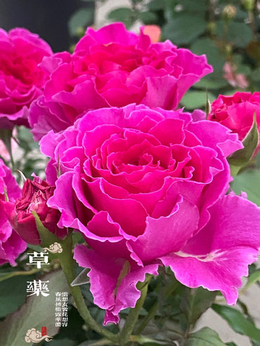 Rose【Ramukan|ラムカン】- Rare Japanese Cutting Rose| 1.5 Gallon-OwnRoot| Wavy Bloom| Ruffle lace| 草药| Similar to Sheherazad | Sun Tolerant | herb