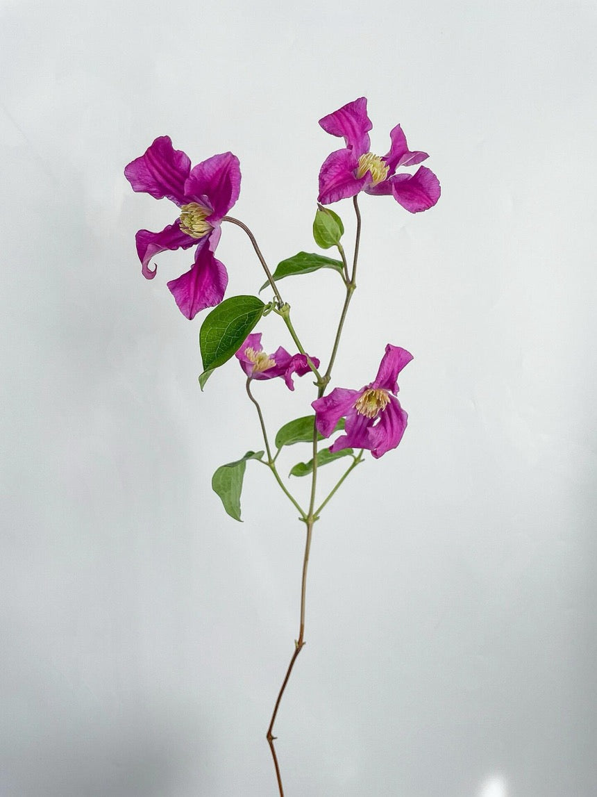 Clematis【Inspiration】-9P LivePlant|灵感|Dutch Cut Flower Clematis