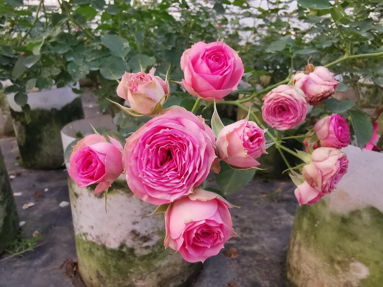 Prolific Rose【Super Sensation】- 2 Gal OwnRoot LivePlant|粉多头/ 超感|Cute Pink Blossom Thicket
