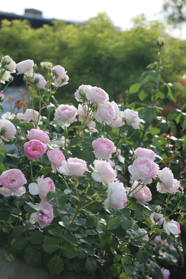 Rose【Vesalius】-1.5 Gal OwnRoot LivePlant|Prolific Bloomer|Abundant Blooms|Strong Fragrance|萨维里|Bun-shaped Petals|Tall Growth|Upright Habit
