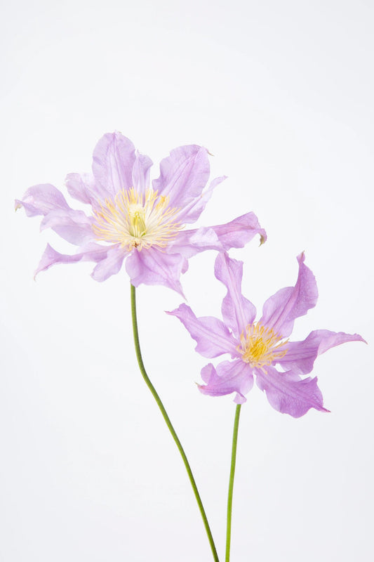 Rare Clematis【East River】-LivePlant|东方河流Large Star Bloom