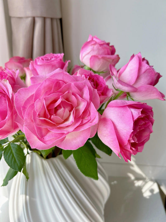 Rose【Candy Avalanche】-LivePlant|糖果雪山| Popular Cut Flower| Abundant Blooms| Beginner-Friendly| Foliage| Extended vase life| Easy 2Grow