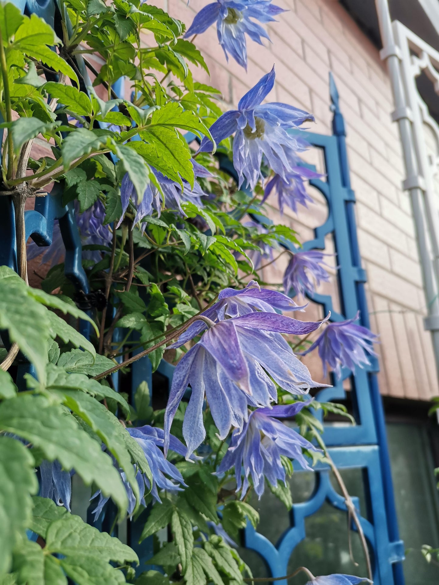 Rare Clematis【Maidwell Hall】- 12P LivePlant|梅德维尔|Fairy Dress|Cold-hardy|