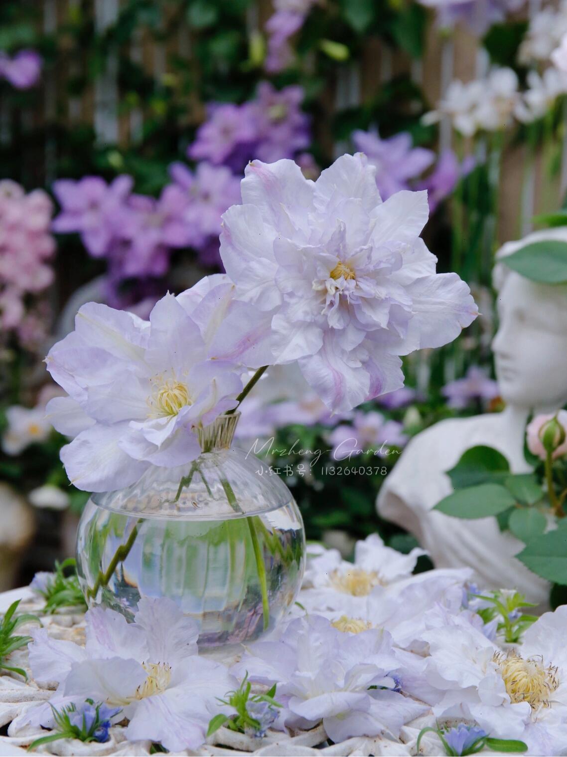 Clematis【Veronica's choice】- LivePlant|维罗妮卡的选择|Fairy Double Clematis|Gradient