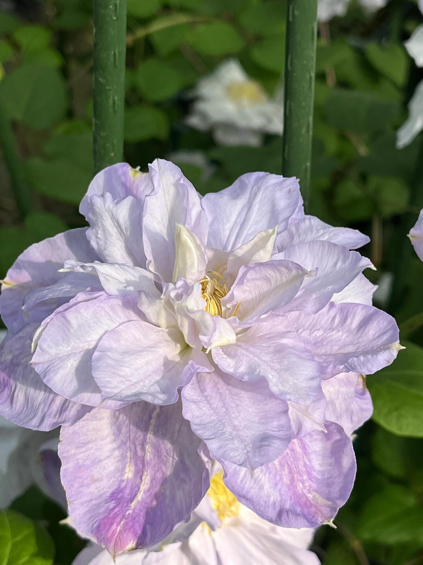 Clematis【Veronica's choice】- LivePlant|维罗妮卡的选择|Fairy Double Clematis|Gradient
