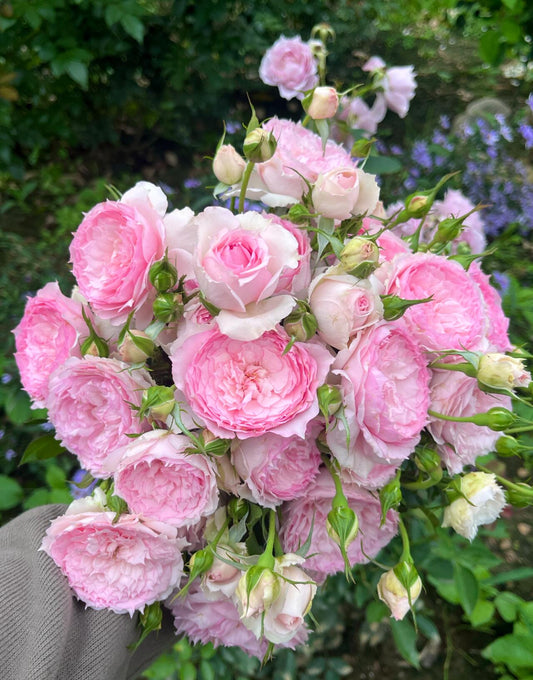 Rose【Misty Moon|Rong Rong Yue】- OwnRoot LivePlant|溶溶月|TianLang New Variety 2022|Heat Resistant| Redolent| Floribunda Rosa| Balcony