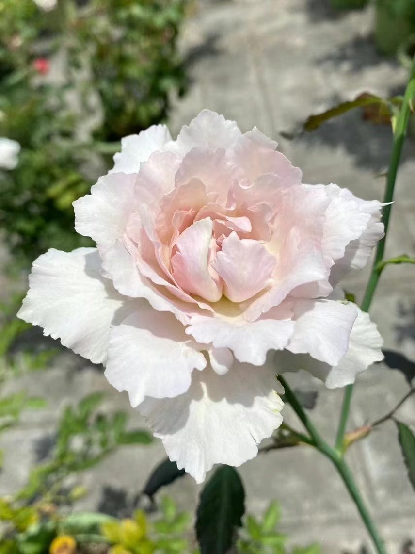 Rose【Saphiret |サフィレット】-1.5 Gal Rare Japanese OwnRoot 青云｜New varieties| Cold  Resistant Wavy Bloom| Ruffle lace| Long Flower| Delicate|莎菲天使