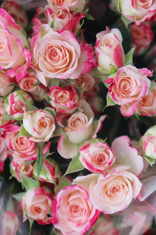 Rosa【Reflex】 - 1.5 Gal OwnRoot| 折射泡泡| Resistente al calor | Vida útil prolongada en florero| Floración ondulada |木立バラ|