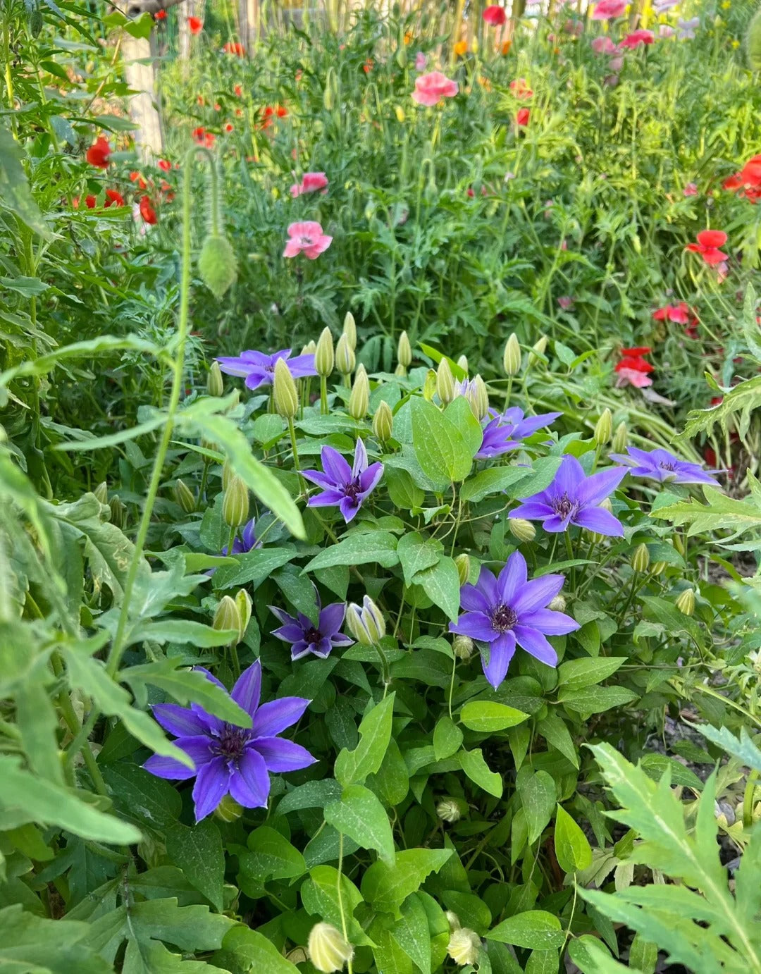 Clematis【Parisienne】 巴黎风情
