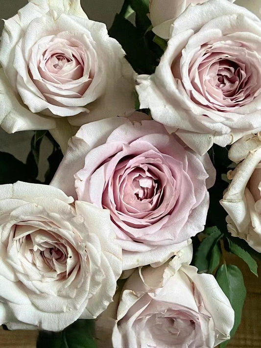 Rose【Creed|クリード】- 1.5 Gal OwnRoot LivePlant |Takunori Kimura 2020 New|信念| Heat Resistant| Redolent| Award-winning|