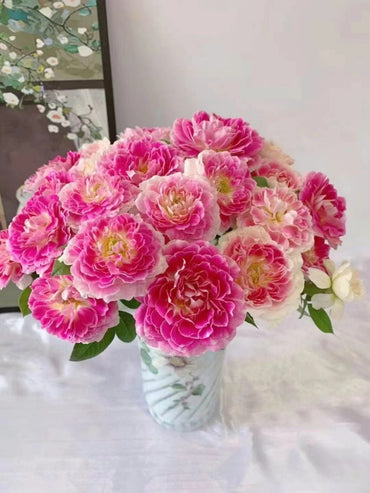 Rare Rose【Holiday Island Guernsey】 1.5 Gal OwnRoot 根西 | Stripes| Fragrance |Large Bloom| Strong adaptability | Long Flowering|Rain-Resistant