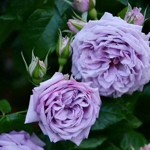 Rosa 【Le Ciel Bleu| ルシエルブルー】 -OwnRoot| Strong Adaptability| Repid Glowth| Damask| 蓝色天空| Rain-Resistant| Cold Resistant| Bloom Repeatedly| 天空