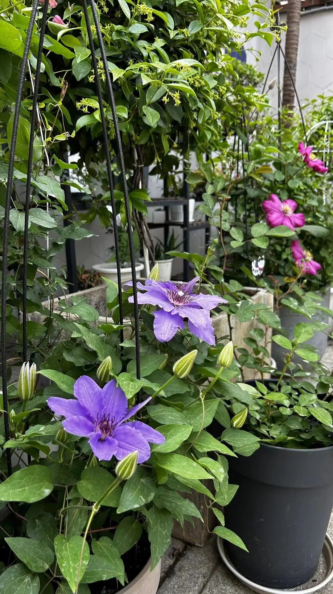 Clematis【Parisienne】 巴黎风情