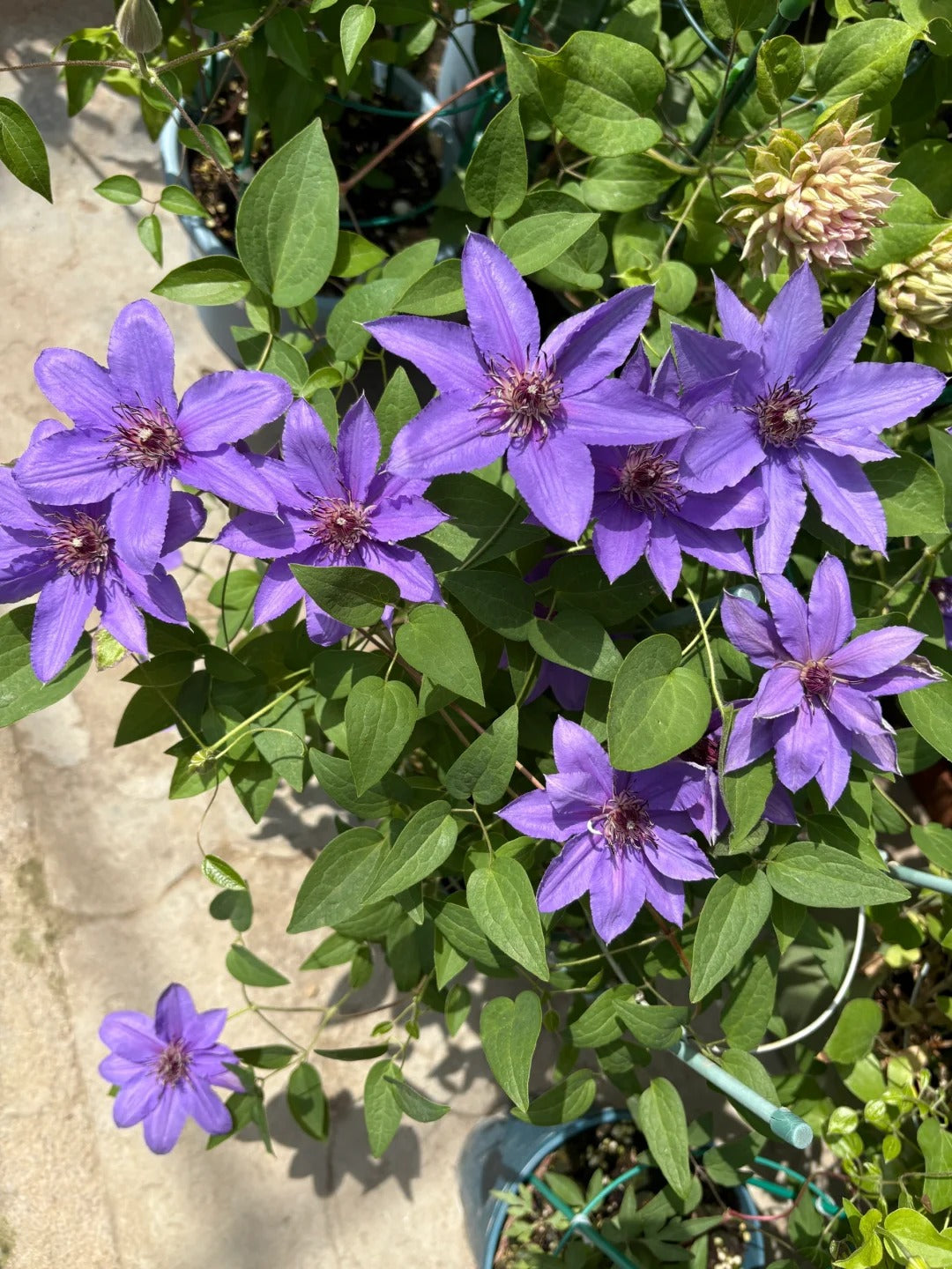 Clematis【Parisienne】 巴黎风情