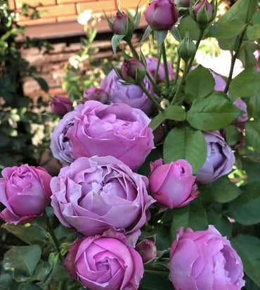 Rose【Misty Bubbles】 -OwnRoot| CuttingRose| Peony| Bloom Repeatedly |Strong Disease Resistance| Repeat Flowering|紫雾泡泡|Heat and Sun Tolerant