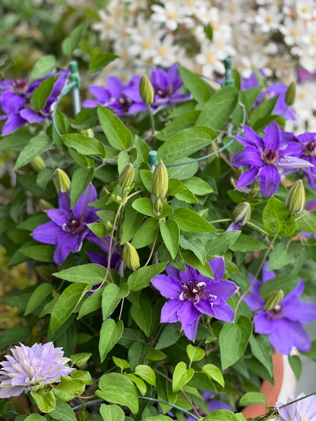Clematis【Parisienne】 巴黎风情