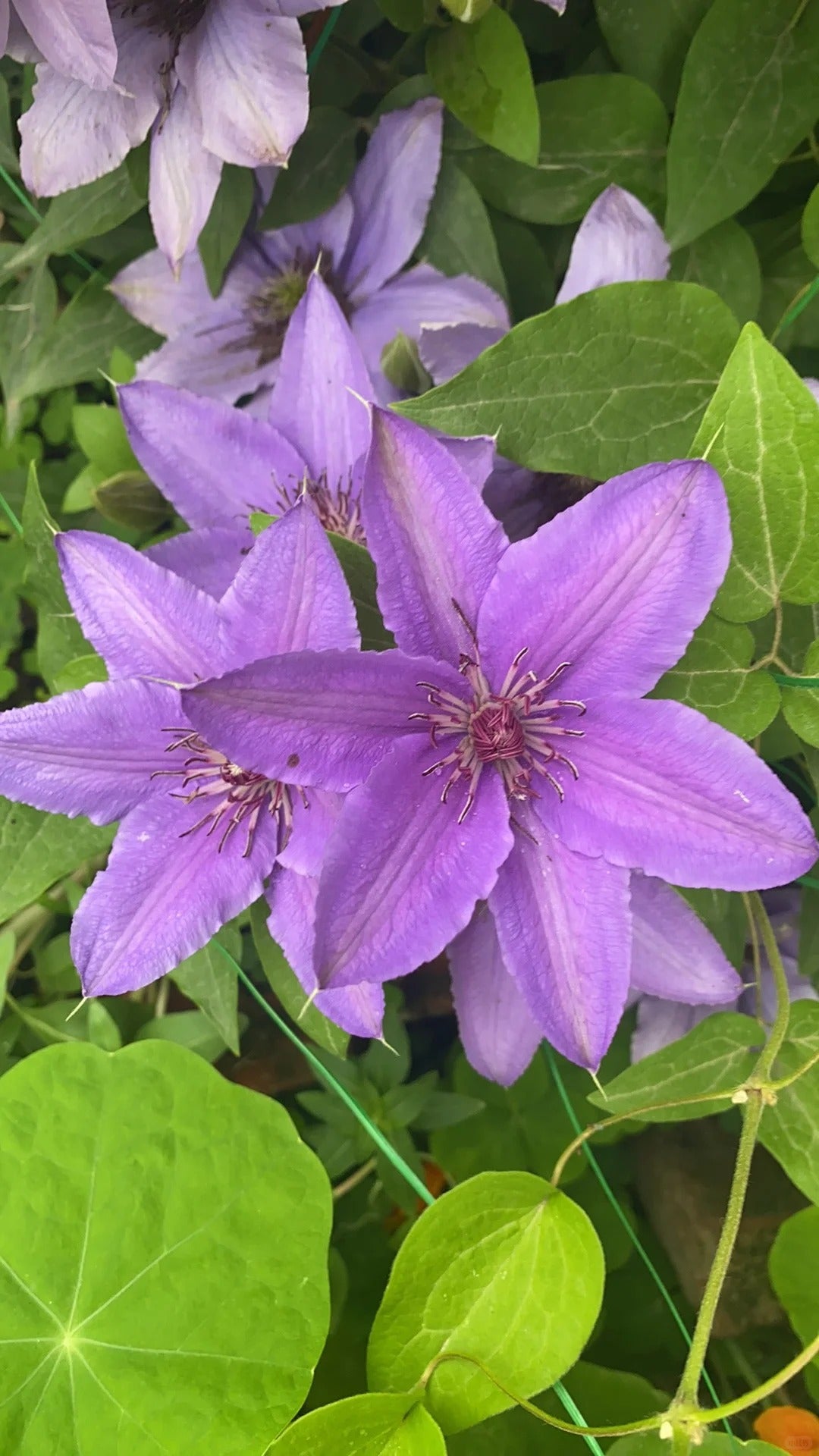 Clematis【Parisienne】 巴黎风情